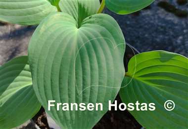 Hosta The British are Coming